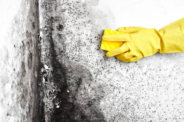 Best Attic Mold Removal  in Belgium, WI