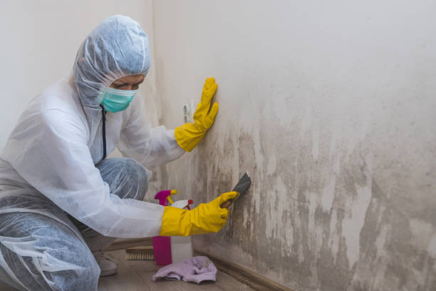 Best Home Mold Removal  in Belgium, WI
