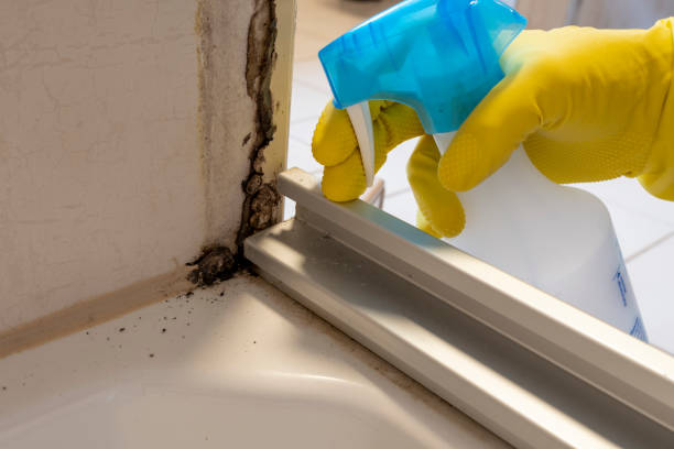 Attic Mold Removal in Belgium, WI