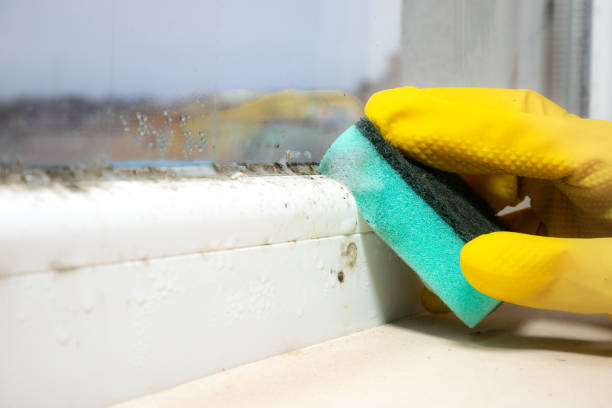 Best Affordable Mold Removal  in Belgium, WI