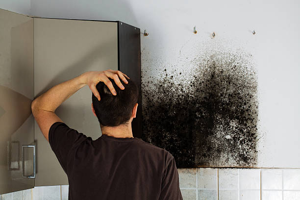 Best Mold Remediation  in Belgium, WI